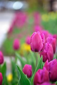 tulips-in-spring