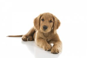 fluffy-golden-puppy